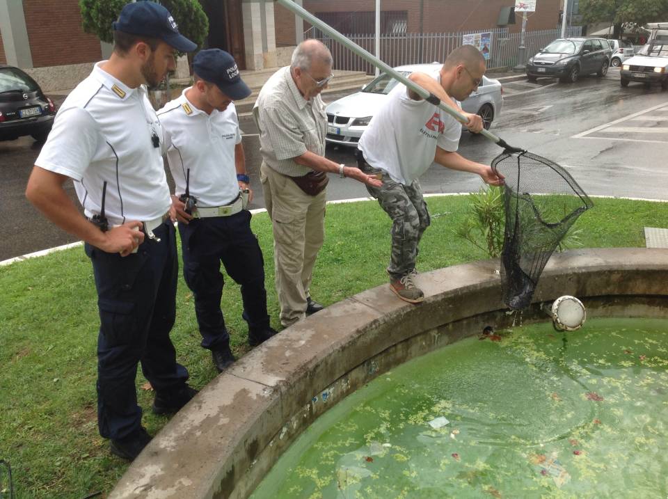 Trovato un pesce gatto nella fontana a Santa Maria delle Mole pesce_gatto
