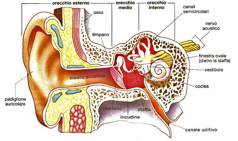 Problemi dell’udito, dalle protesi ai farmaci orecchio