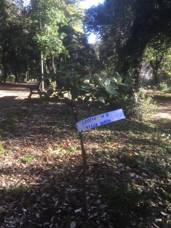 Albano, nuove piantumazioni con la tecnica dei Polloni Basali albano