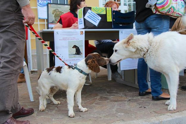 Cm Castelli, il 30 aprile giornata di microchippatura canina microchippaturacmcastelli