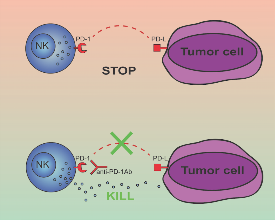 Bambino Gesù, scoperto interruttore che disattiva le cellule dei tumori