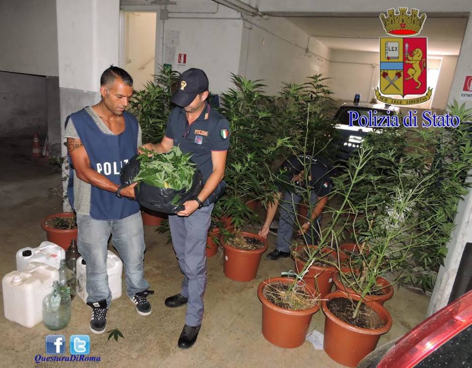 Sequestrata piantagione di marijuana a Genzano marijuana