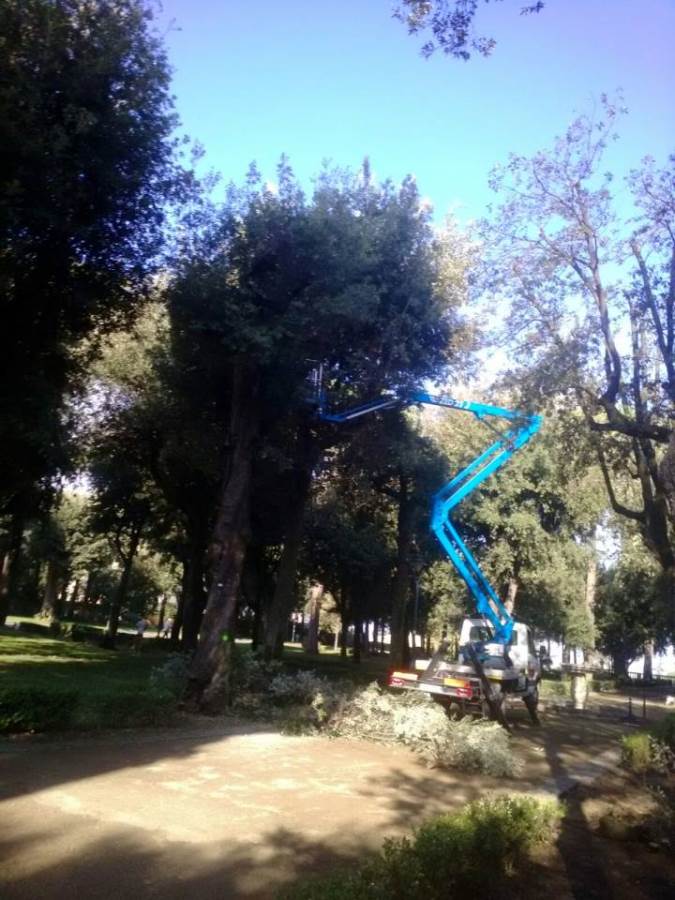 Frascati, abbattuti alberi pericolanti a Villa Torlonia alberivillatorlonia