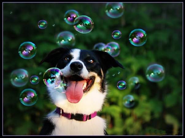 Bolle di sapone bolladisapone