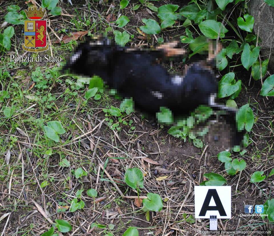 Velletri, denunciato dopo aver sparato ad un cane velletricaneucciso