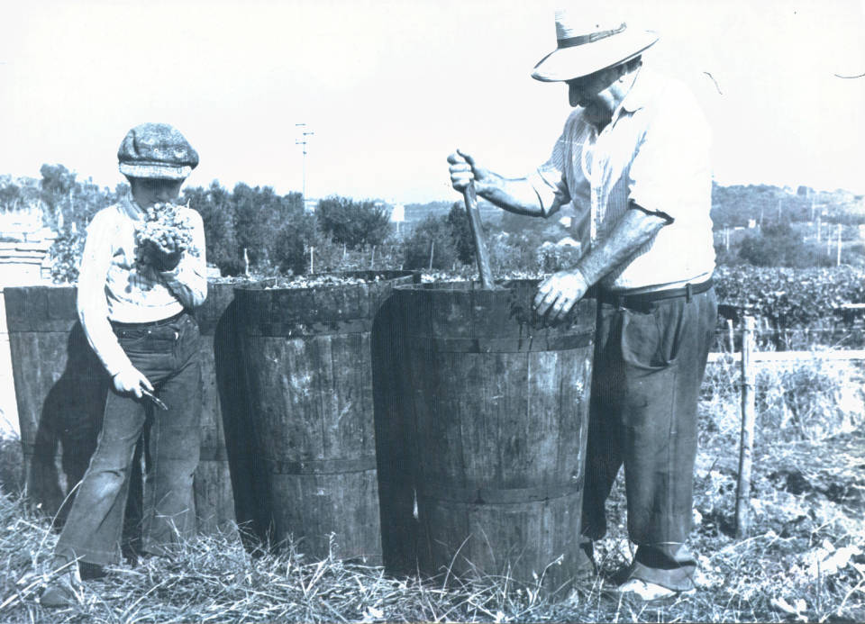 Le Città del Vino incontrano Marino e il suo territorio vendemmiamarino