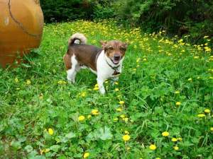 toby