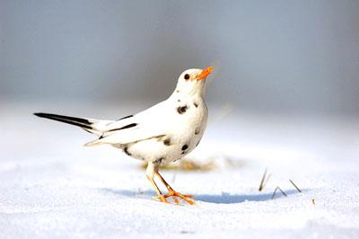 I Giorni della Merla, i giorni più freddi dell’anno merla