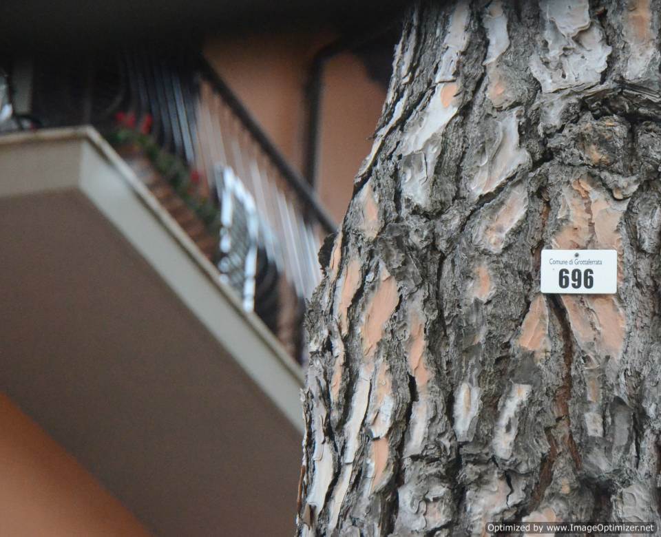 Mucciaccio sul caso del pino di Corso del Popolo a Grottaferrata pino_grottaferrata