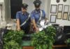 Scoperta piantagione di marijuana a Cave piantagione_cave