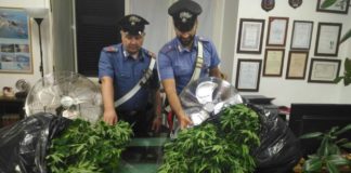 Scoperta piantagione di marijuana a Cave piantagione_cave