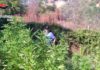 Piantagione di marijuana sequestrata a Fiano Romano marijuana