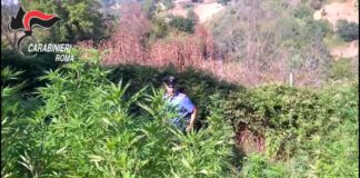 Piantagione di marijuana sequestrata a Fiano Romano marijuana