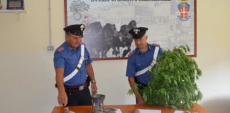 Coltivatore diretto di marijuana arrestato a San Cesareo san_cesareo_marijuana