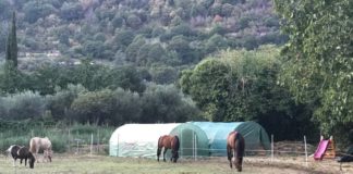 A.S.D. Dianae Equestre, cavalcando sulle rive del lago di Nemi cavalli