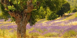 Toukon Velletri, De Angelis campione regionale deangelis