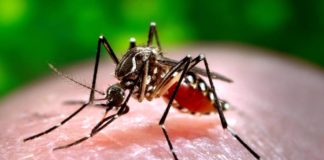 Chingunuya, disinfestazione straordinaria a Genzano chikungunya