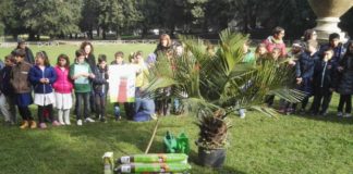 Frascati, rubato un nuovo esemplare di palma palma