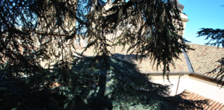 Frascati, avviato monitoraggio dei cedri cedri