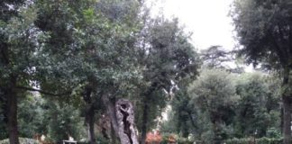 Frascati, piantati nuovi bossi a Villa Torlonia piante_villa_torlonia
