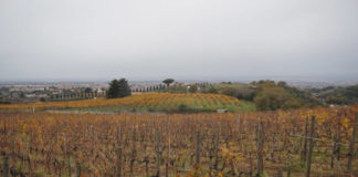 Al via il corso Onav sul Frascati vigneti_castel_de_paolis