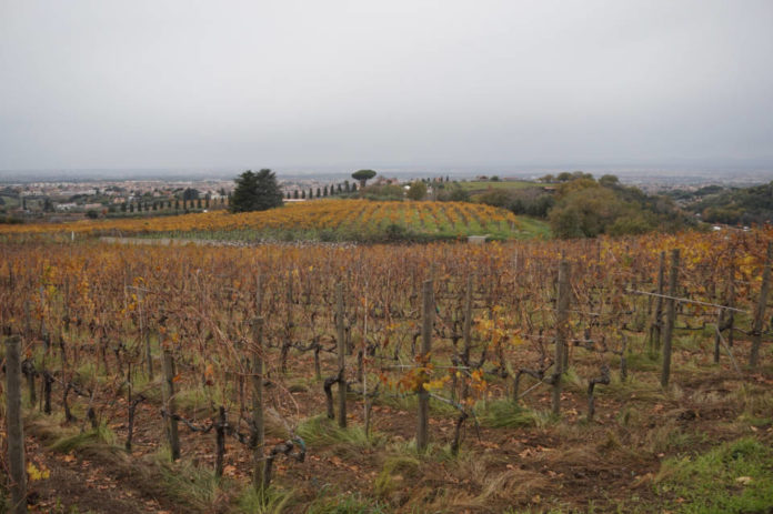 vigneti_castel_de_paolis