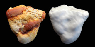 Frascati, mostra dedicata alla terza edizione di BACC unus_papilio_gaggia