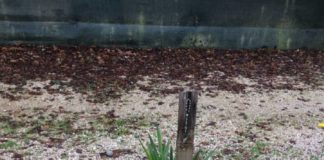 Pd Genzano “Cimitero chiediamo rispetto e dignità” degrado_cimitero_genzano