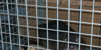 Albano, salvata nutria dalle guardie ecozoofile nutria