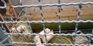Frascati, Giombetti sulla tutela degli animali animali_sequestrati_frascati