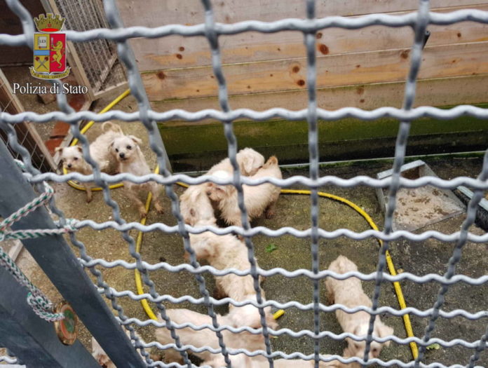 animali_sequestrati_frascati