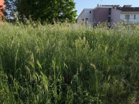 erba_alta_cocciano
