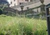 Fiasco presenta mozione sul parco di Villa Torlonia degrado_torlonia