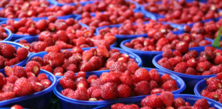 FRAGOLE GRATIS MA NON SOLO sagra_fragole_nemi