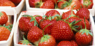 Il 3 giugno a Nemi l’85esima edizione della Sagra delle Fragole sagra_fragole_nemi