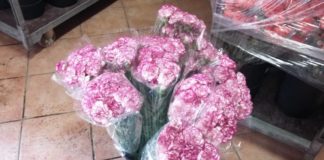 Infiorata di Genzano pronti allestimenti per i bozzetti infiorata