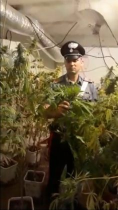 cassia_piantagione_droga