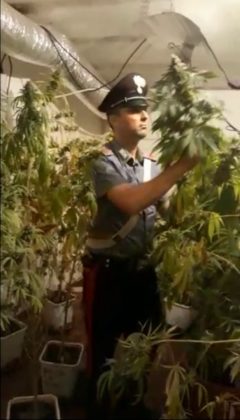 cassia_piantagione_droga