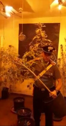 cassia_piantagione_droga