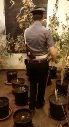 cassia_piantagione_droga