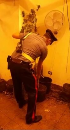 cassia_piantagione_droga