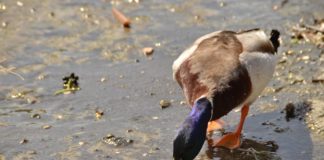 Lago Albano, vietato somministrare alimenti ad anatre selvatiche lago_albano_germano_reale