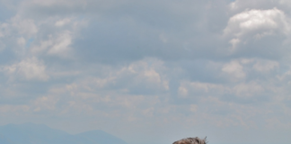 Velletri, Andreozzi e Beni Comuni ringraziano elettori andreozzi