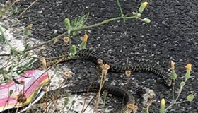 Ostia, Serpente nel parcheggio del Grassi serpente