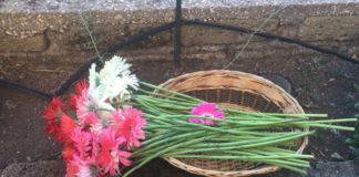 Yasmine, non l’ho mai vista camminare, solo correre yasmine