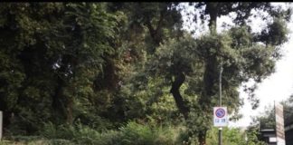 Cinghiale avvistato al centro di Frascati cinghiale