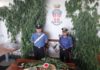 Lanuvio, Carabinieri scoprono piantagione illegale di Marijuana velletri_carabinieri_marijuana
