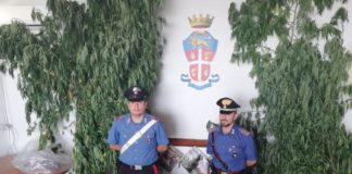Lanuvio, Carabinieri scoprono piantagione illegale di Marijuana velletri_carabinieri_marijuana