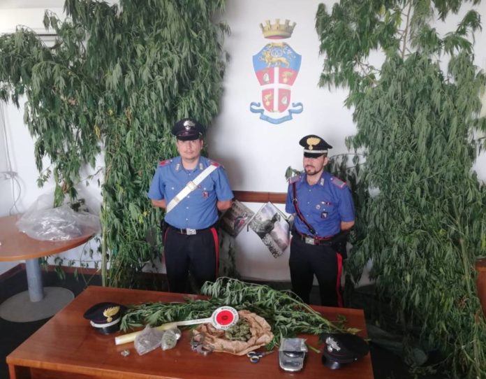 velletri_carabinieri_marijuana