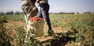 Caporalato a Latina, muore bracciante agricolo caporalato
